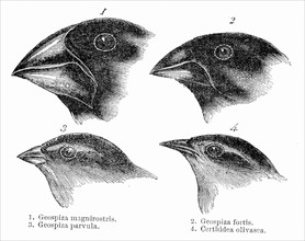 Darwin's Finches. Four or the species of finch observed by Darwin on the Galapagos Islands