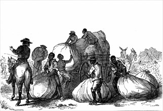 Esclaves noirs chargeant sur une charrette des sacs de coton destines a l'egrainage et a l'industrie textile dans le sud des Etats-Unis d'Amerique