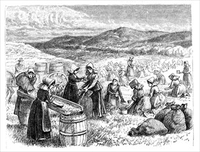 Engraving showing Cape Cod women picking and sorting Cranberries