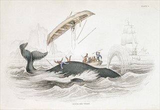 Engraving showing fishermen harpooning a Greenland Whale which has tossed one of the attacking boats