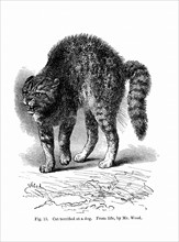 Engraving showing a Cat terrified by a dog, by Charles Darwin