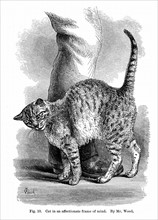 Engraving showing a Cat Cat in affectionate frame of mind, by Charles Darwin