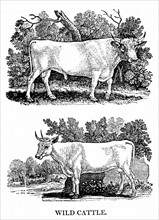 Engraving showing the British Wild  or Park Cattle