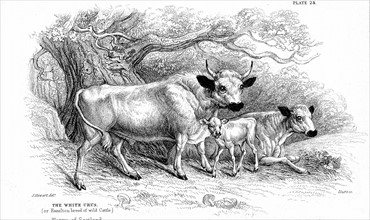 Engraving showing the British Wild  or Park Cattle