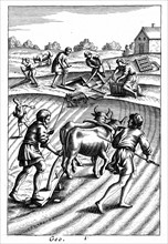Labourage avec des boeufs, plantage des graines et hersage