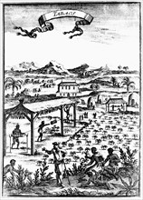 Culture et séchage du tabac aux Antilles, par le travail des esclaves