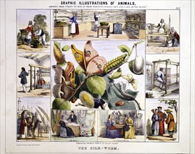 Processus de fabrication de la soie, 1850