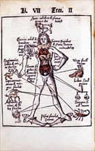 Relationship of Organs of the Body, the Humours and Signs of Zodiac