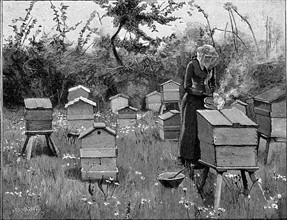 Apiary of wooden hives, Lismore, Ireland