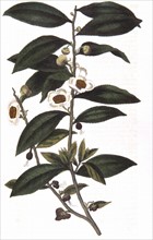 Tea: Camellia sinensis