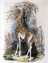 Giraffe browsing on tree