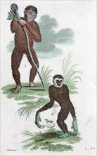 Orang Utang and Gibbon