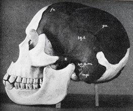 Model of skull of Piltdown man