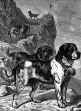 St Bernard mountain rescue dogs with flasks of brandy on their collars