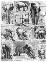 Jumbo the large African elephant sold by London Zoo in 1882
