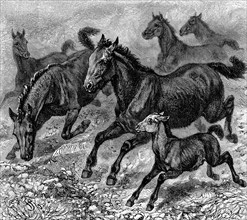 Herd of Tarpan, prehistoric wild horse of which died out in the late 1800s