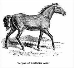 Tarpan, prehistoric wild horse of which died out in the late 1800s