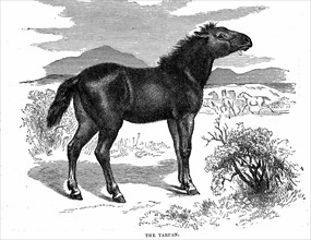 Tarpan, prehistoric wild horse of which died out in the late 1800s