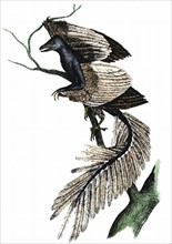 Archaeopteryx - The First Bird