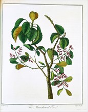 Manicheel tree