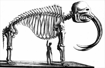 Skeleton of Mammoth discovered in 1817