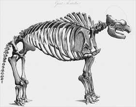 Skeleton of Giant Mastodon
