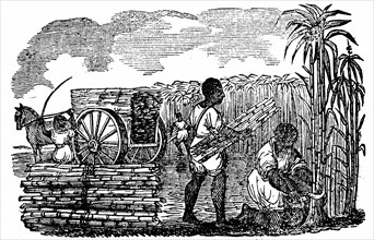 Slaves in tobacco plantation, Virginia