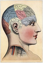 Phrenology chart, showing presumed areas of activity of the brain
