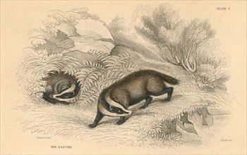 Common or Eurasian Badger