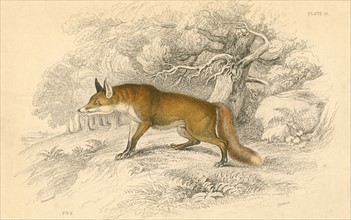 Common or Red Fox