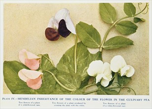 Mendelian inheritance of colour of flower in the culinary pea