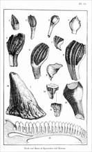 Comparison of fossil teeth & nasal horn of Iguanadon
