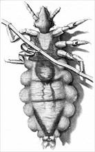 Human Louse, a wingless parasitic insect