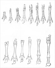Evolution of the horse: Diagram of 7 stages in development of hind and forelimbs from 1,1A Eohippus; 2,2A Orohippus; 3,3A Mesohippus,; 4,4A Hypohippus; 5,5A Merychippus; 6,6A Hipparion; 7,7A modern ho...
