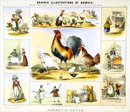 DOMESTIC FOWL and their uses