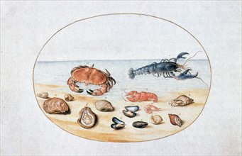 Sells and Shellfish', 16th century