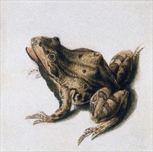 Green Frog', 16th century