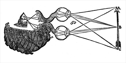 Diagram illustrating Descartes' idea of vision, showing the function of the eye, optic nerve and brain