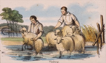 Dipping sheep