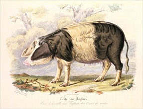 Sow of old English breed of pig
