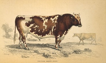 Beef Shorthorn bull