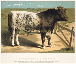 Shorthorn Bull "Ironclad" bred by Lord Polworth