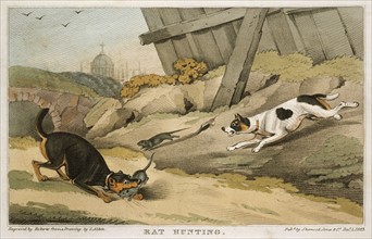 Terriers catching rats