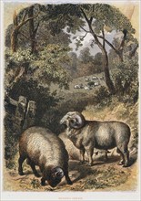 Merino sheep: variety noted for its wool