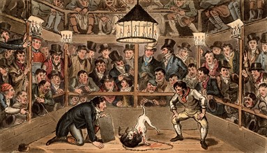 George and Robert Cruikshank, Tom and Jerry at the Westminster Pit