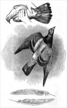 Carrier pigeon used during the Franco-Prussian War