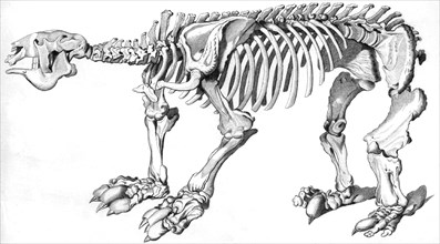 Composite skeleton of a Megatherium