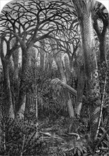 Artist's reconstruction of a forest during the Carboniferous period