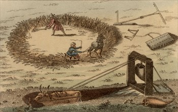 Threshing corn using a horse pulling a sledge