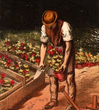 Gardener taking Geraniums